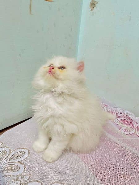 Persian triple coated extrem quality kitten cash on delivery available 1