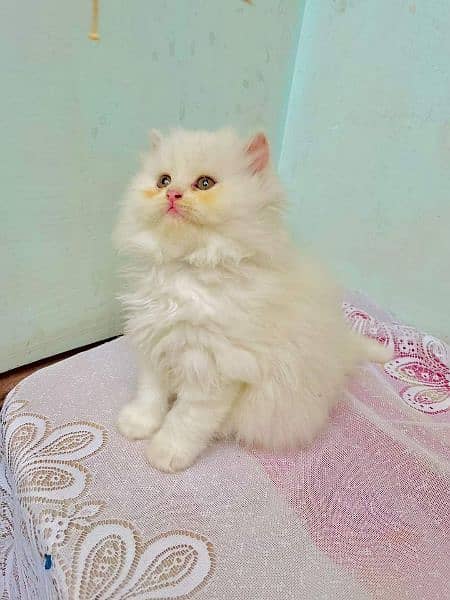 Persian triple coated extrem quality kitten cash on delivery available 2