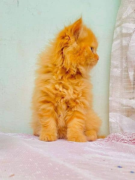 Persian triple coated extrem quality kitten cash on delivery available 4