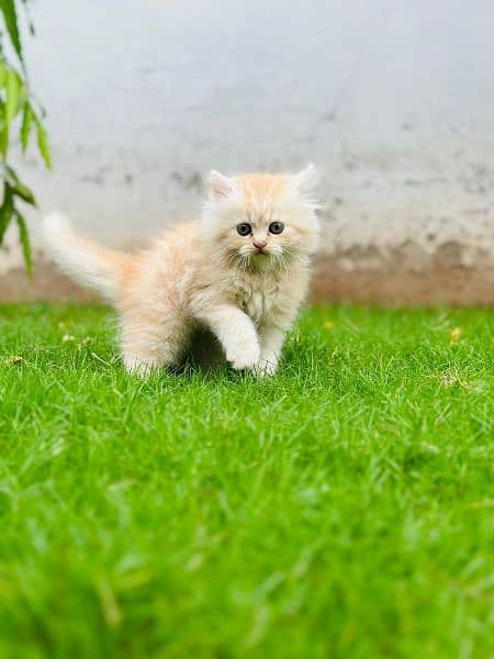 Persian triple coated extrem quality kitten cash on delivery available 8