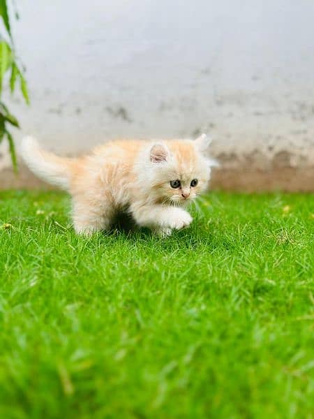 Persian triple coated extrem quality kitten cash on delivery available 9