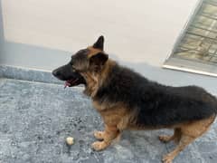 Belgian Shepherd Available For Sale 0