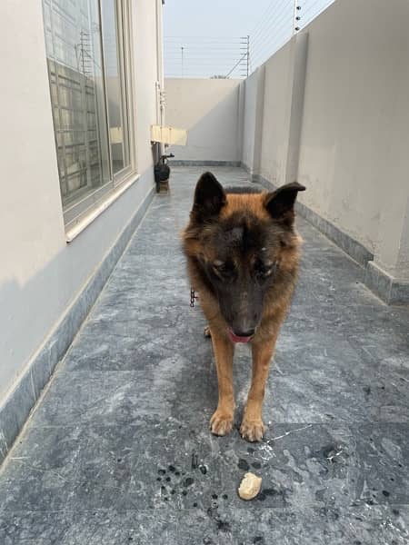 Belgian Shepherd Available For Sale 1