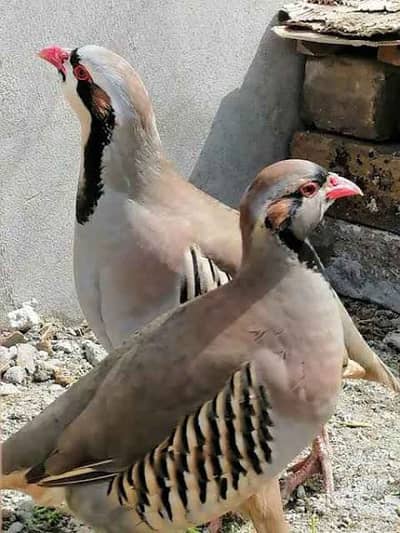 Chand chakoor pair