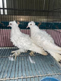 fancy pigeon pair frillback , mukhi , fantail, red tail , yellow tail