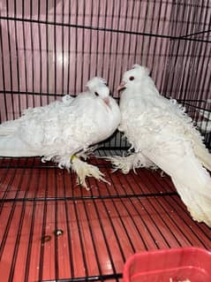 fancy pigeon pair frillback , mukhi , fantail, red tail , jecobin 0