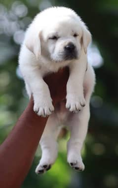 labrador