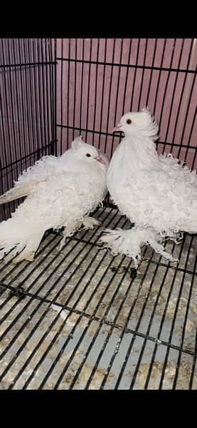 Frillback Breeder pair  Top quality fancy pigeon outclass quality 3