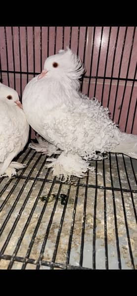 Frillback Breeder pair  Top quality fancy pigeon outclass quality 2