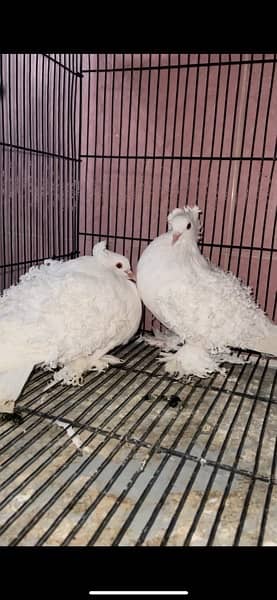 Frillback Breeder pair  Top quality fancy pigeon outclass quality 1