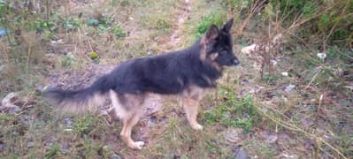 German shepherd male