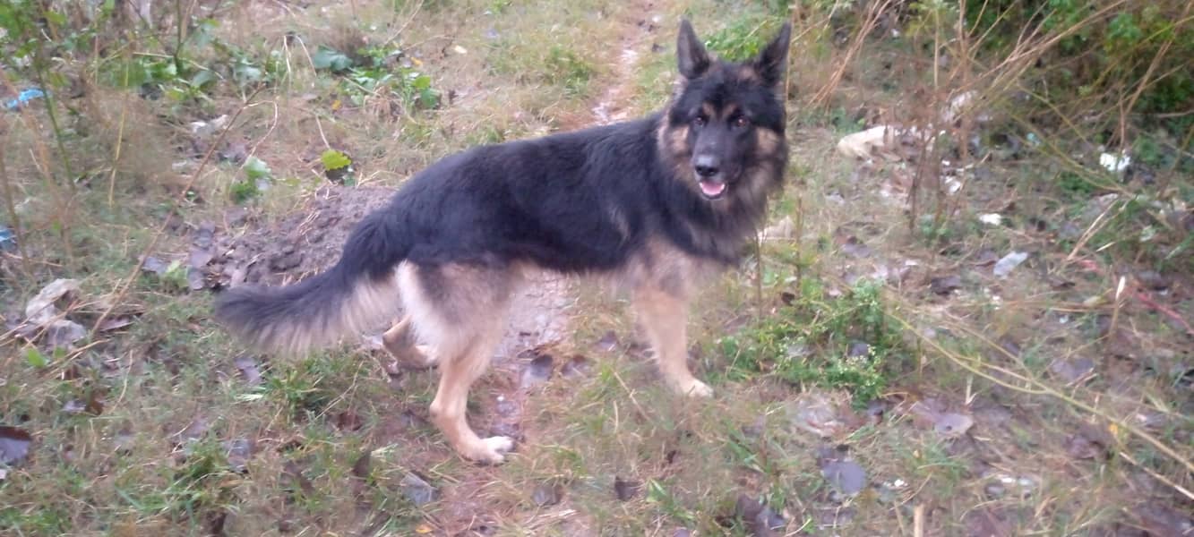 German shepherd male 1