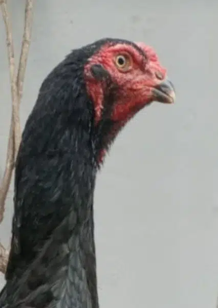 White  chicks aur  Black shamo chicks /Shamo AseelOh shamo | shamo egg
