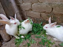 PURE WHITE RED EYES RABBITS 12+ piece AVAILABLE (urgent sale)