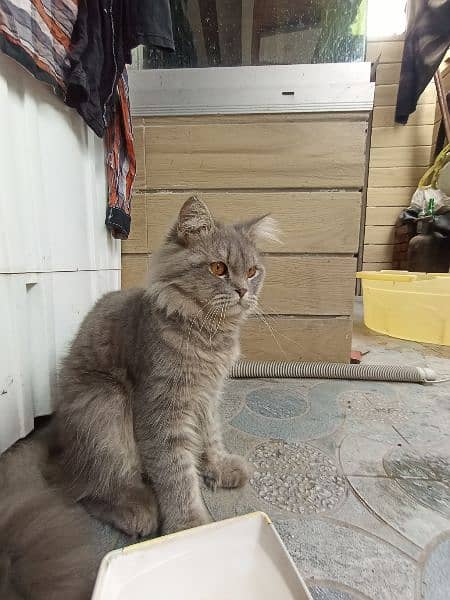 pure Siberian 9 months cute acting kitten male 2