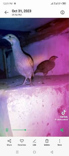 pair Sindhi ful breadr pair