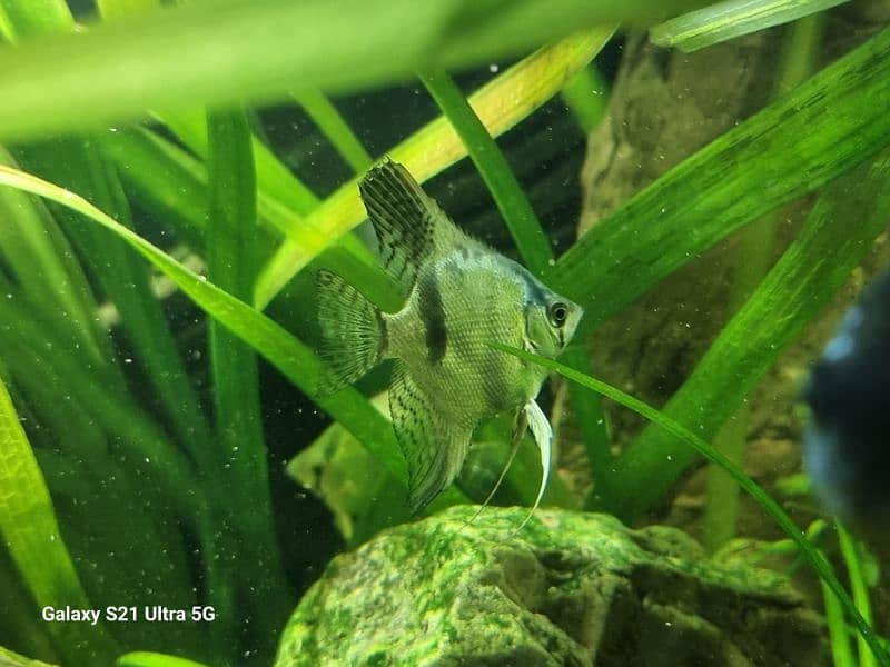 angelfish for sale 0