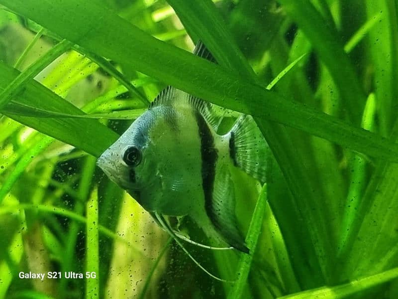 angelfish for sale 1