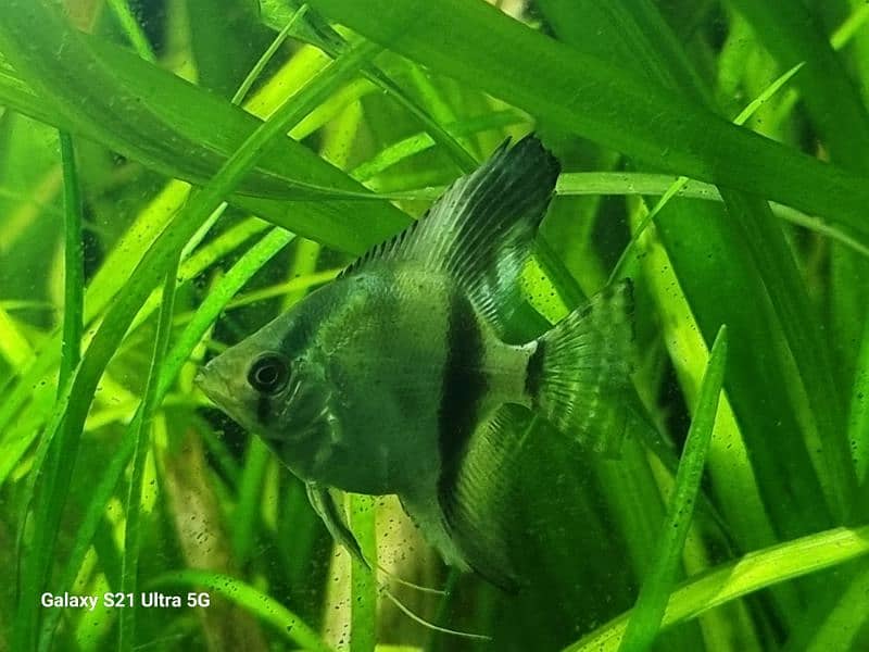 angelfish for sale 2