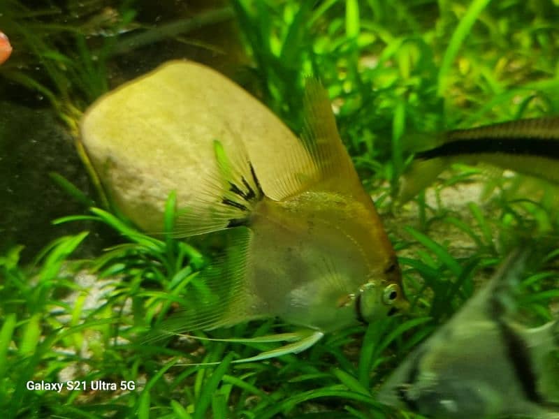 angelfish for sale 3