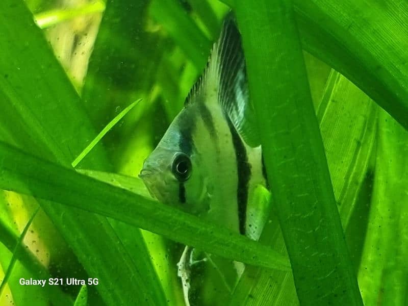 angelfish for sale 4