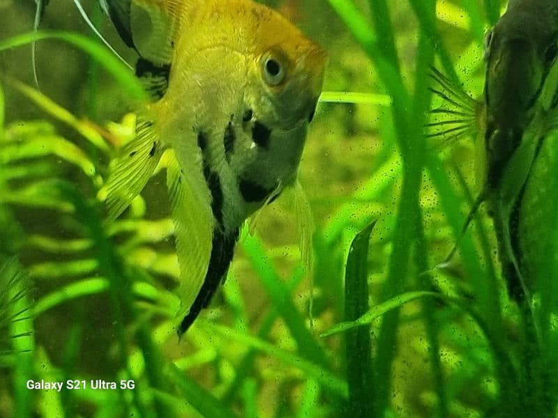 angelfish for sale 5