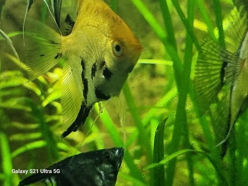 angelfish for sale 6