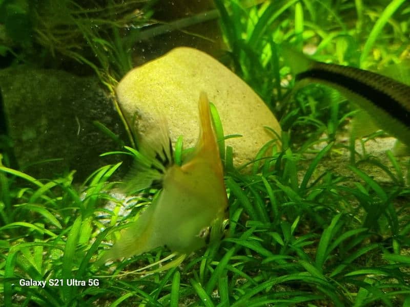 angelfish for sale 7