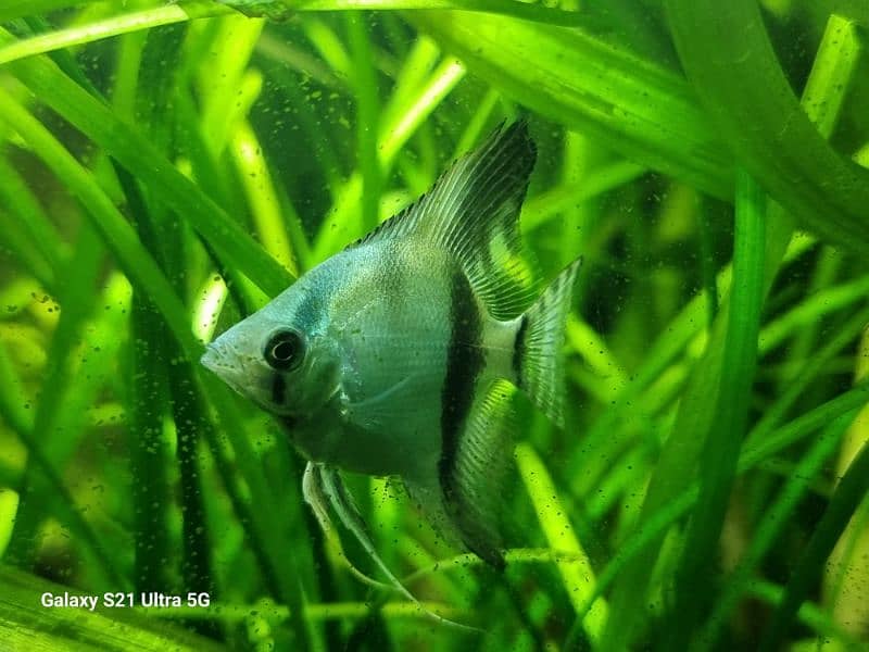 angelfish for sale 8