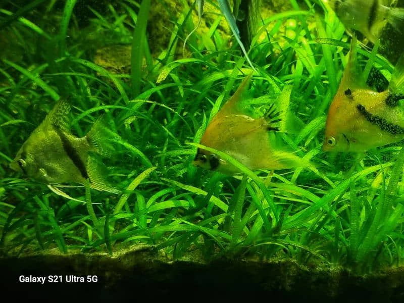 angelfish for sale 9