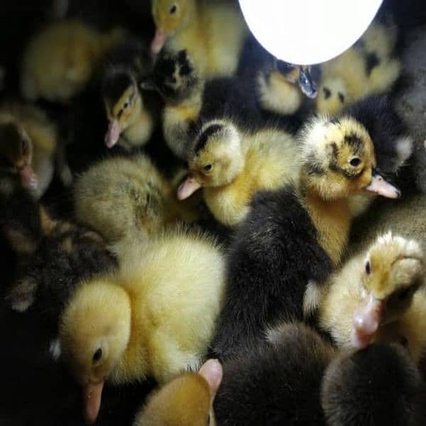 golden misri or duck chicks or broiler 5