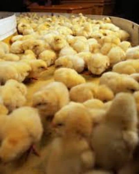 golden misri or duck chicks or broiler 7