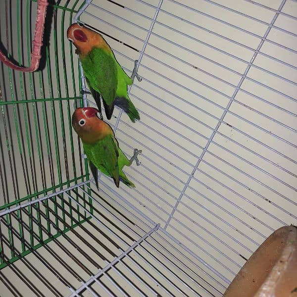 love birds breader pair 0