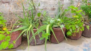 plants with gamla total 30 pots large and medium and small
