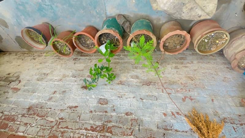 plants with gamla total 30 pots large and medium and small 6