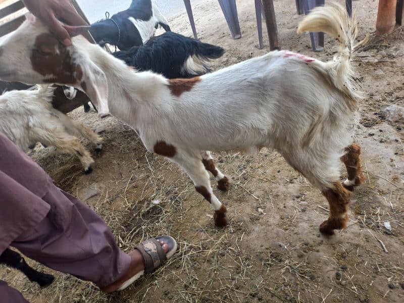 Sadqa Aqiqa Goat (Qasai) 1