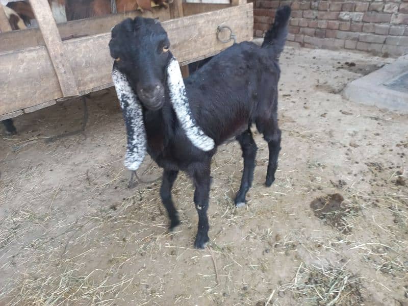 Sadqa Aqiqa Goat (Qasai) 2