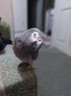 Healthy and talking African grey