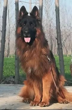 German Shepherd from higher blood line