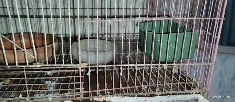 bird cage 6