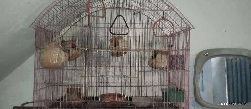 bird cage 7