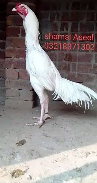 top quality white heera Asee chicks 2