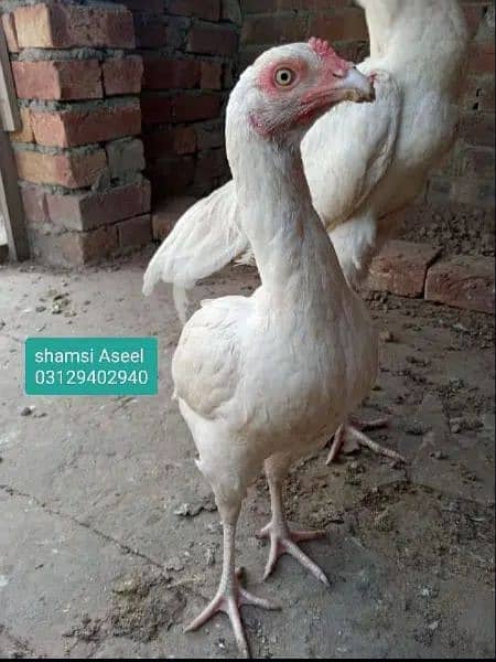 top quality white heera Asee chicks 3