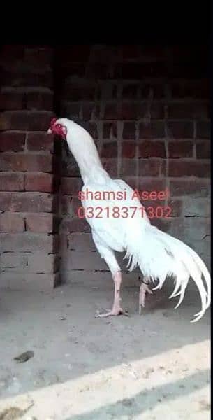 top quality white heera Asee chicks 4