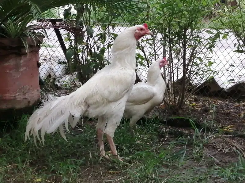 White Heera Aseel eggs, chicks and breeders