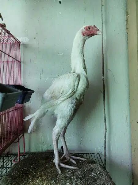 White Heera Aseel eggs, chicks and breeders — photo 10