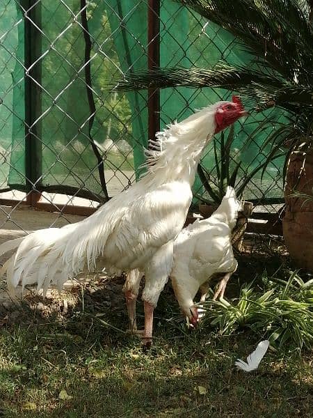 Heera Aseel eggs, chicks and breeders 2