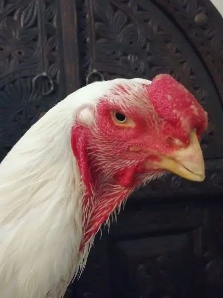 White Heera Aseel eggs, chicks and breeders — photo 3
