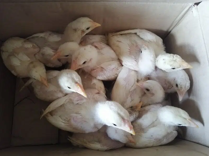 White Heera Aseel eggs, chicks and breeders — photo 4