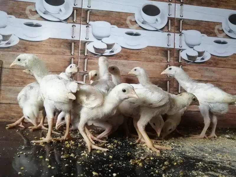 White Heera Aseel eggs, chicks and breeders — photo 5